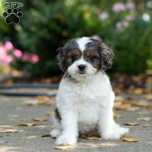 Sunshine, Cavapoo Puppy